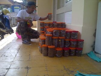 Ternak Semut Kroto Media Toples